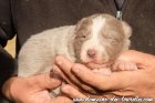 Femelle 2 des Tourelles - chienne Border Collie non LOF lilac