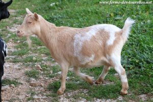 EÏLYN - chèvre miniature motte des Tourelles