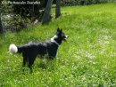 PASTOURE - chienne type Border Collie noire & blanche des Tourelles