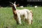 MAGESTINE - chèvre miniature à poils longs des Tourelles