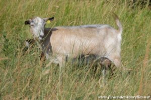 ELSA - chèvre miniature des Tourelles
