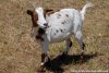 JAKOTA - chèvre semi-miniature des Tourelles