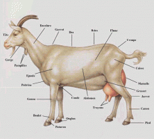 Morphologie chèvre
