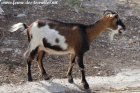 LISOU - chèvre semi-miniature aux yeux bleus des Tourelles