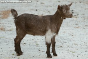 LILLYROSE des Tourelles - chèvre miniature