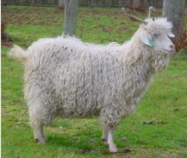 Chèvre ANGORA