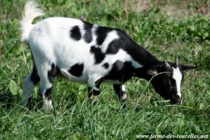LOLITA des Tourelles - chèvre miniature