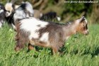 MATCHIA des Tourelles - chèvre miniature