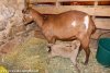 IXINETTE (et MIRABELLE) - chèvre naine des Tourelles