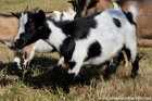 LIBBY des Tourelles - chèvre extra-naine