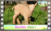 Diaporama You Tube de BELINDA des Tourelles - chevrette miniature motte