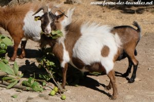 DYNAMITE de Beau-Nez-d'Anes - bouc miniature rouge agouti