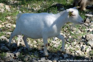 HARMONIA - chèvre miniature motte des Tourelles
