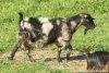 LARA - chèvre demi-naine marbrée