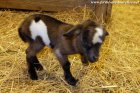 MASCARPONE des Tourelles - chevreau miniature