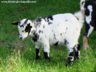 JOY - chèvre miniature des Tourelles