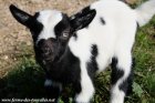 MAGOUILLE des Tourelles - chevreau miniature aux yeux bleus