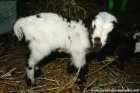 MALICE des Tourelles - chevrette miniature