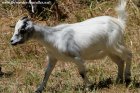 JAMAÏCA - chèvre miniature des Tourelles
