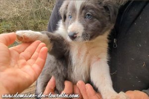 Mâle 2 des Tourelles - chiot Border Collie non LOF bleu / slate