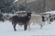 Neige à la Ferme des Tourelles