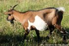 HEMILIE - chèvre miniature aux yeux bleus des Tourelles