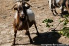 DYNAMITE de Beau-Nez-d'Anes - bouc miniature rouge agouti