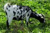 INAÏS - chèvre naine dalmatienne des Tourelles