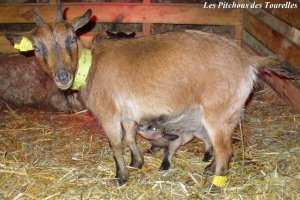 Droopyland Goat's EUREKA - chèvre toy