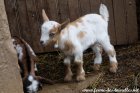 OAKA des Tourelles - chevrette miniature aux yeux bleus