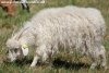 POCAHONTAS de Peluche & Fanfan - chèvre (semi)-miniature semi-angora