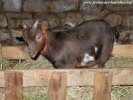 JASMIN des Tourelles - chevreau miniature