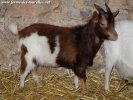 MADGIC - bouc miniature des Tourelles