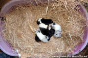 Chiots de GLYCINE du 04-12-20