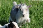 MELINE des Tourelles - chèvre miniature