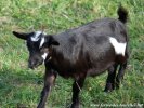 LESLIE des Tourelles - chèvre extra-naine