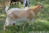 JILIADE des Tourelles - chèvre semi-minaiture