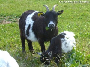 FIONA et Image - chèvre mini-naine