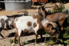 DYNAMITE de Beau-Nez-d'Anes - bouc miniature rouge agouti