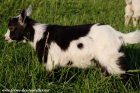 NEISSA des Tourelles - chèvre miniature