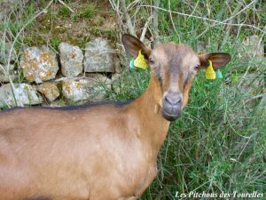 CAJOLINE - chèvre Alpine