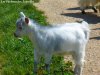 INFINITY - chèvre miniature des Tourelles