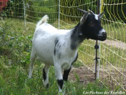 Chèvre naine dans parc électrifié