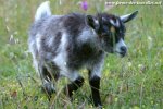 NIAGARA des Tourelles - chèvre miniature