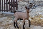 MIRIADA des Tourelles - chevrette Alpine