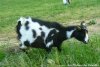HEASY - chèvre miniature des Tourelles