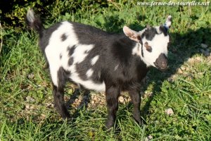 LORELEI des Tourelles - chèvre extra-naine