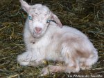 Mise bas de AMBRE - chèvre naine