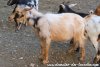 TOPISSIME des Tourelles - bouc miniature marbré