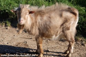 MON LOULOU des Tourelles - bouc miniature